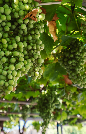 group-of-green-grapes-greece-2024