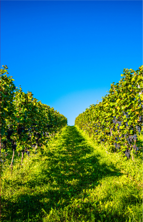 red-grapes-rows-on-vineyard-over-bright-green-back-2024
